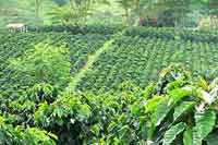 Coffee Crops